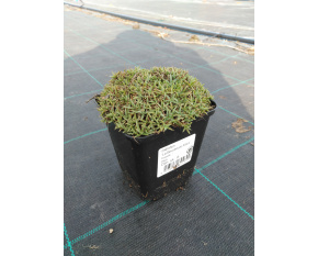 Dianthus ‘La Bourboule Albus’