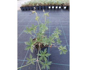 Geranium ‘Brookside’