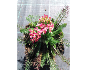 Achillea millefolium ‘Desert Eve Deep Rose’