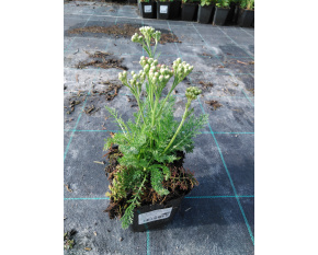 Achillea millefolium ‘Desert Eve Deep Rose’