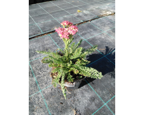 Achillea millefolium ‘Desert Eve Deep Rose’