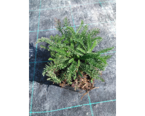 Achillea millefolium ‘Desert Eve Deep Rose’