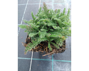 Achillea millefolium ‘Desert Eve Deep Rose’