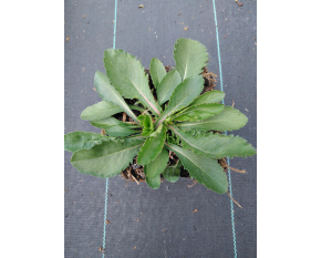 Scabiosa japonica ‘Blue Note’