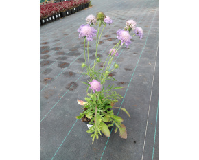 Scabiosa japonica ‘Blue Note’