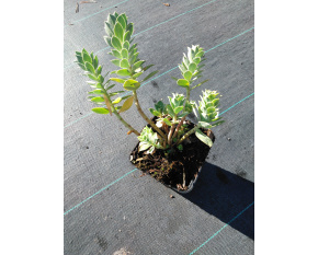 Euphorbia myrsinites