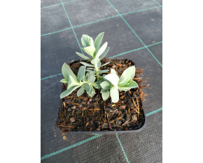 Euphorbia myrsinites
