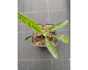 Echinops ritro