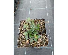 Agastache ‘Kudos Coral’