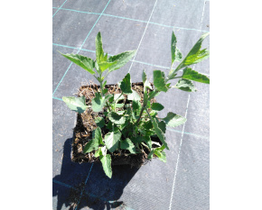 Agastache ‘Kudos Coral’