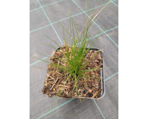 Stipa tenuissima ‘Pony Tails’