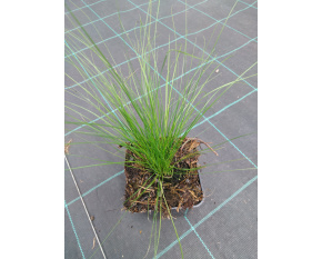 Stipa tenuissima ‘Pony Tails’