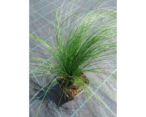 Stipa tenuissima ‘Pony Tails’