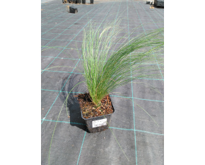 Stipa tenuissima ‘Pony Tails’