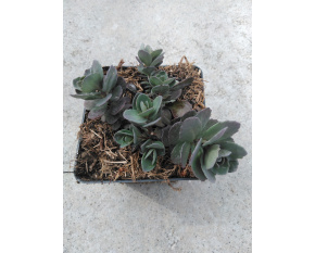 Sedum ‘Sunsparkler Dazzleberry’
