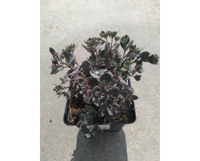 Sedum ‘Sunsparkler Dazzleberry’
