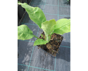 Pulmonaria rubra ‘Redstart’