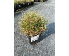 Festuca gautieri