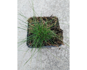 Festuca gautieri