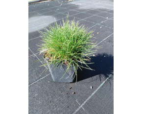 Festuca gautieri