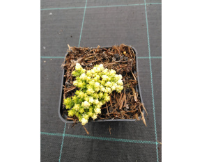 Sedum acre ‘Yellow Queen’