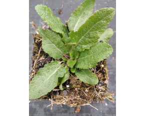 Salvia nemorosa ‘Blaukonigin’