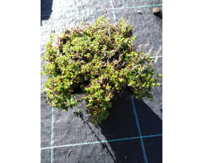 Thymus serpyllum ‘Albus’