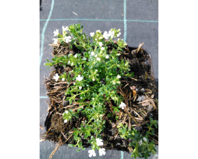 Thymus serpyllum ‘Albus’
