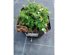 Thymus serpyllum ‘Albus’