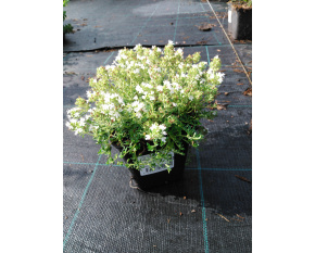 Thymus serpyllum ‘Albus’