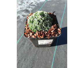 Saxifraga ‘Jaromir’