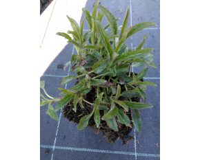 Veronica spicata ‘Rotfuchs’