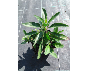Veronica spicata ‘Rotfuchs’