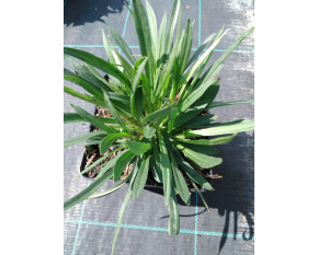 Lychnis viscaria ‘Plena’
