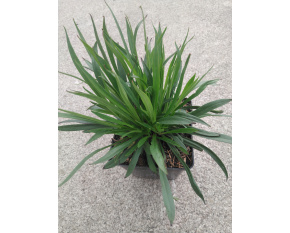 Lychnis viscaria ‘Plena’