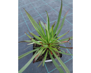 Lychnis viscaria ‘Plena’