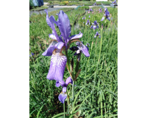 Iris sibirica ‘Blue King’