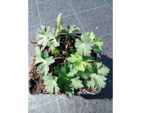 Geranium ‘Rozanne’ P9x9