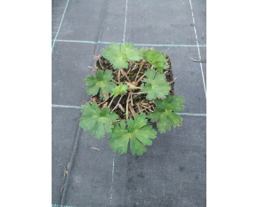Geranium ‘Rozanne’