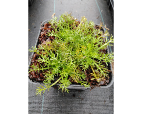 Anthemis nobilis ‘Flore Plena’