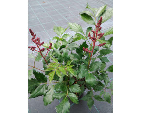 Astilbe japonica ‘Köln’