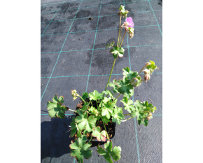Geranium  x cantabrigiense ‘Cambridge’