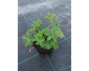 Geranium  x cantabrigiense ‘Cambridge’