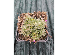 Delosperma lavisiae