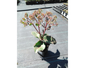Sedum ‘Matrona’