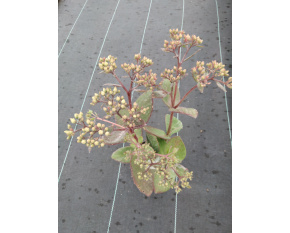 Sedum ‘Matrona’
