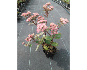 Sedum ‘Matrona’