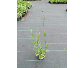 Verbena bonariensis