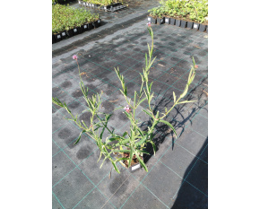 Verbena bonariensis