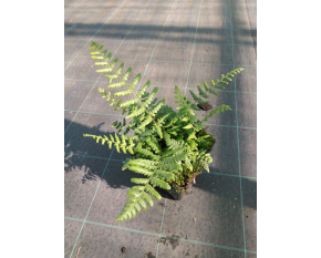 Dryopteris wallichiana